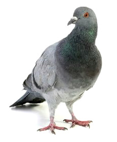 likvidacia-holubieho-trusu-profisectddd