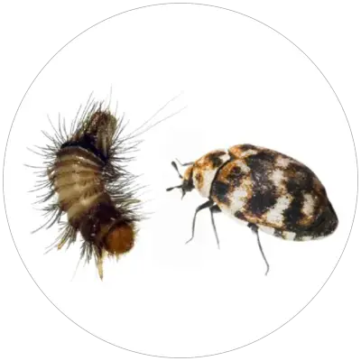 Koziar_domovy_Dermestes_lardarius