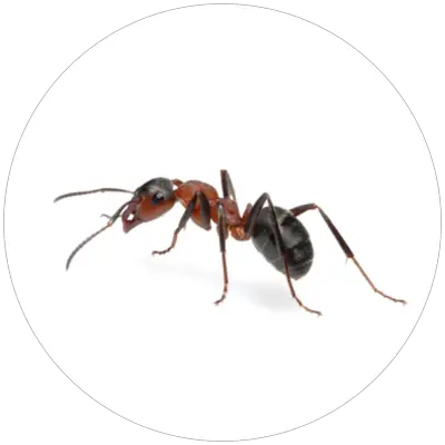 Mravec_cierny_Lasius_niger