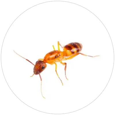 Mravec_faraonsky_Monomorium_pharaonis