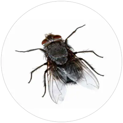 Mucha_domaca_Musca_domestica