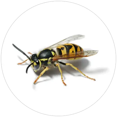 Osa_obycajna_Vespula_germanica