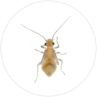 Pavsi_Psocoptera