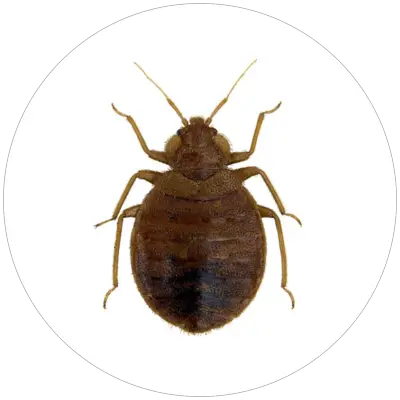 Plostica_postelna_Cimex_lectularius