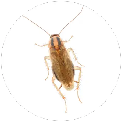 Rus_domovy_Blattela_germanica