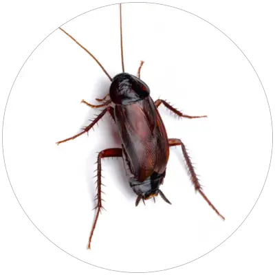 Svab_obycajny_Blatta_orientalis