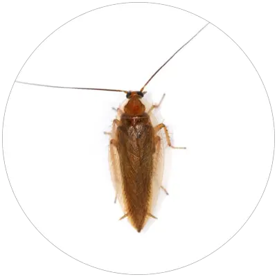 Svabik_Ectobius_vittiventris